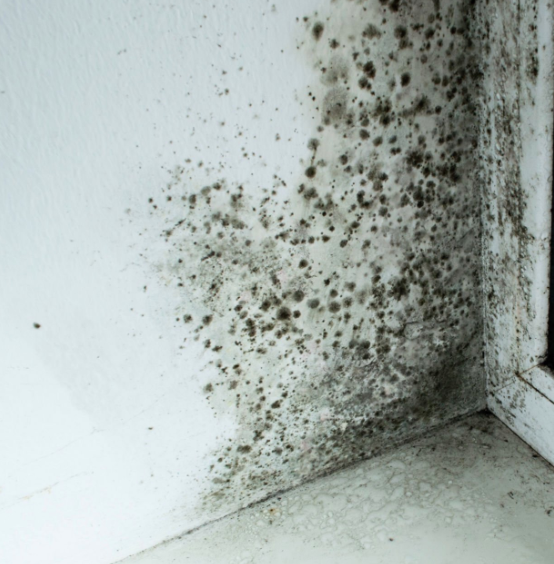 Mold Damage Denver